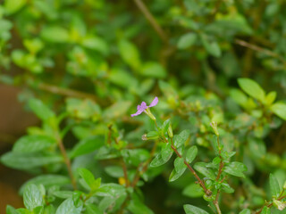 small purple flowers in the middle of the green leaves of the plant