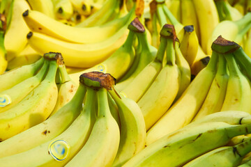 Young bananas close-up