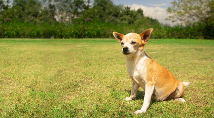 Small light brown and white Pinscher dog sitting in the middle of the park with defocused green trees background during a sunny day