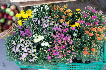 Chrysanthemum flowers close up. Floral background, top view. The texture of different garden flowers: pink, purple and yellow. Colorful flowers seamless background pattern. Daisy flowers	