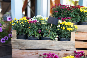 Daisy flowers in planting pots. Summer and autumn nature background outdoor. Purple and yellow...
