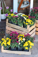 Green plants in boxes. Colorful chrysanthemum flowers in garden. Daisy flowers in pots. Outdoor...