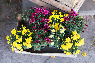 Fototapeta na wymiar Daisy flowers in planting pots. Summer and autumn nature background outdoor. Purple and yellow chrysanthemum blossom in pot. Closeup assortment of colorful chrysanthemum flowers in garden store centre