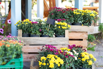 Fototapeta na wymiar Closeup assortment of colorful chrysanthemum flowers in garden store centre. Daisy flowers in planting pots. Summer and autumn nature background outdoor. Purple and yellow chrysanthemum blossom in pot