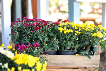 Daisy flowers in planting pots. Summer and autumn nature background outdoor. Purple and yellow chrysanthemum blossom in pot. Closeup assortment of colorful chrysanthemum flowers in garden store centre