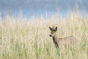 Reh (Capreolus capreolus) Rehbock im Schilf vor Wasserfläche