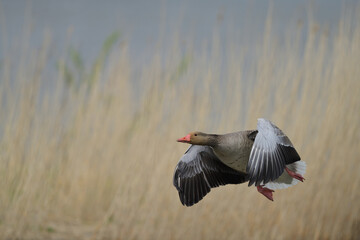 Graugans (Anser anser) im Flug vor Schilffläche