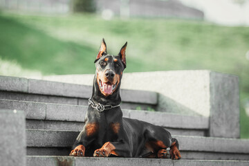 Doberman dog outdoor. Dog on a walk in summer. Dog in the park.