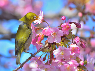 A white eye and kazwzu cherry blossoms
