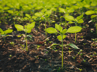 Small Plant growing with sunlight Garden outdoor 
