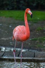 動物園にいるベニイロフラミンゴ