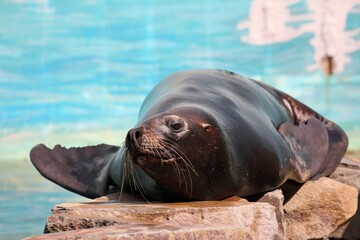 Fototapeta premium 横になり日向ぼっこをするオタリア