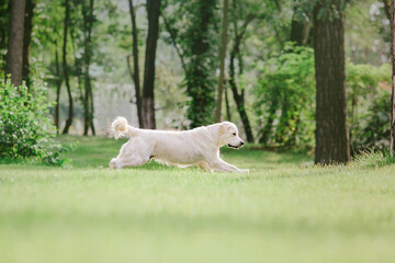 Golden Retriever dog at the park. Dog smilimg. Cute furry pet outdoor.  Cute dog and good friend. Free space to copy text.