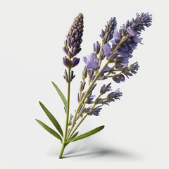 Fototapeta premium Lavender flower on white background
