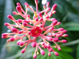 Jatropha multifida L flowers are red