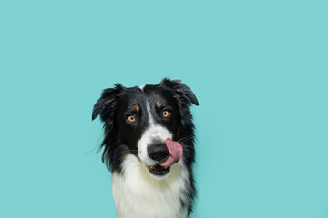 Hungry border collie dog licking its lips with tongue looking at camera. Isolated on blue background - obrazy, fototapety, plakaty