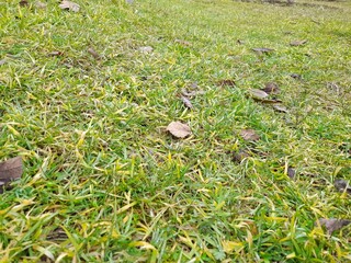 Beautiful green grass background close up.