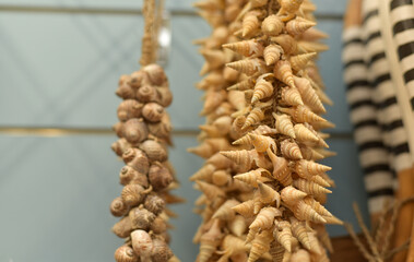 Lots of sea shells. Decor in the house