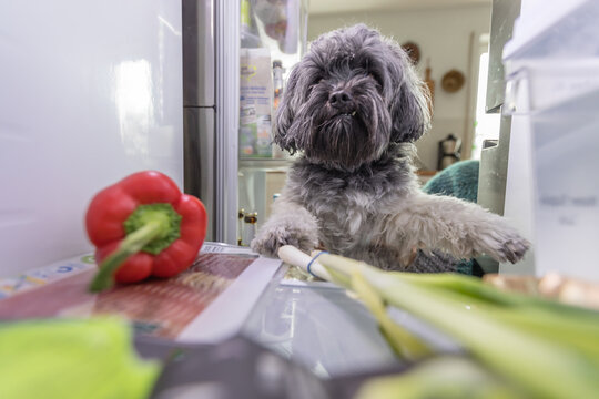 Hund schaut in den K&uuml;hlschrank. Foto aus dem Inneren des K&uuml;hlschranks aufgenommen.