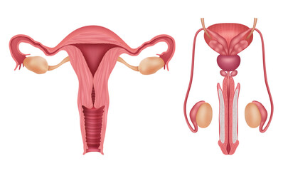 Reproductive system. Human male and female organs vagina penis biology infographic decent vector realistic template