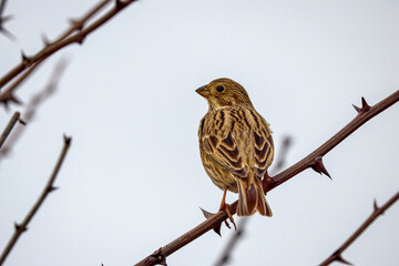 Corn Bunting (Emberiza calandra) perched on a branch