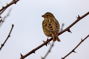 Corn Bunting (Emberiza calandra) perched on a branch