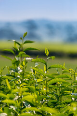 Close-Up of Leaves of Tea Plant in the Field, Malanda, Queensland, Australia.