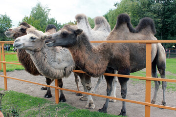 three camels in the zoo