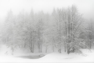 snow covered trees