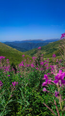 Obraz premium flowers in the mountains