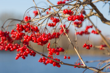 Red rowan berries on a tree in autumn.Rowan on a branch. Red rowan. Rowan berries on rowan tree. Sorbus aucuparia.