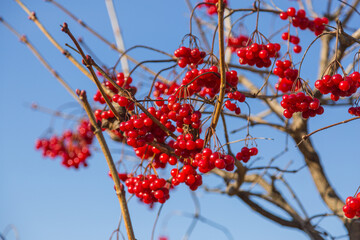 Red rowan berries on a tree in autumn.Rowan on a branch. Red rowan. Rowan berries on rowan tree. Sorbus aucuparia.