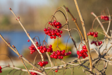 Red rowan berries on a tree in autumn.Rowan on a branch. Red rowan. Rowan berries on rowan tree. Sorbus aucuparia.