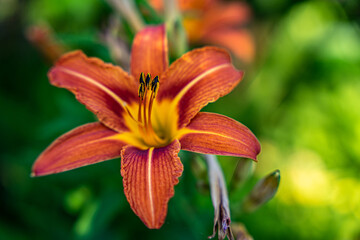 Obraz premium Lilia pomarańczowa 