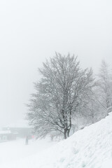 Obraz premium tree in snow