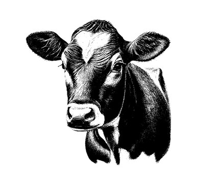 Drawn in pencil the head of a calf on a white isolated background. Engraved drawing. Bull, cow. Black and white style. Ideal for postcard, book, poster, banner. Doodle. Vector illustration