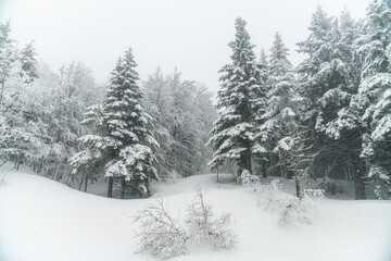 snow covered trees in the forest