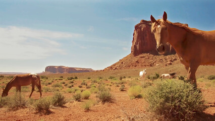 Wild horses, Monument Valley, USA