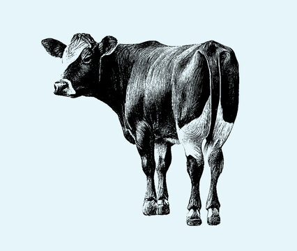 Drawn in pencil Cow on a blue isolated background. Engraved drawing. Bull. Black and white style. Ideal for postcard, book, poster, banner. In full growth. Doodle. Vector illustration