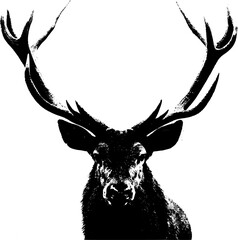 Red deer (Cervus elaphus) head and antlers portrait isolated on a white background.