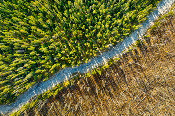 Drone view of a dead and young forest. Aerial view.  Landscape from the air on an autumn forest.  Landscape with soft light before sunset.