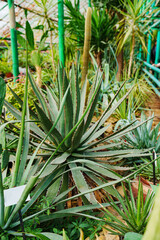 large aloe. exotic plants grown in a large greenhouse of the botanical garden. 