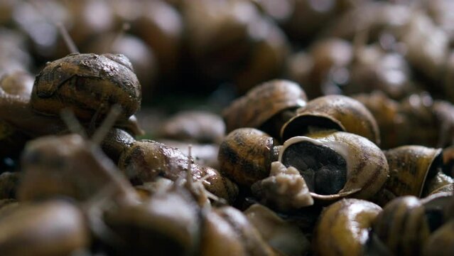 Close-up group of land snails indoors in sunlight. Slugs growing on farm closeup. Eco farming and heliciculture