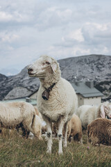 Beautiful sheeps in the Dachstein Krippenstein mountains