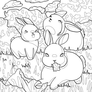 0012 : animal_rabbit_randy_three-musketeers