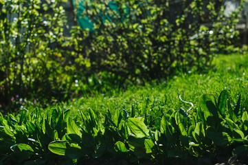 Fototapeta premium Herb plants in a home garden in soft light on blurred background with space for text. Sorrel grows in the garden. Beautiful green natural background for organic plants banner
