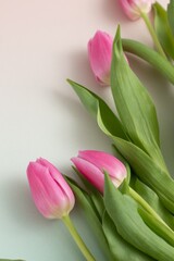 Backdrop with magenta tulips for cosmetic brand. Spring minimal concept.