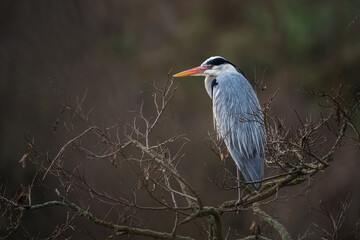 gray heron on a tree in spring