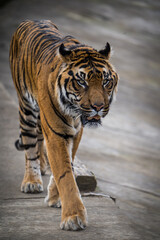 Ussuri tiger portrait from the zoo