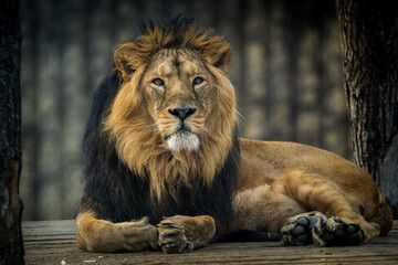 Obraz na płótnie Canvas Barbary lion portrait in nature park
